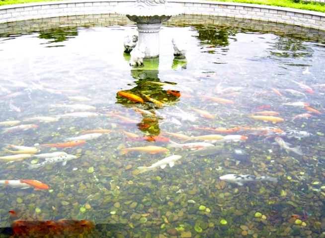 庭院鱼池、景观水系的主要过滤方法主要有以下几种方法：