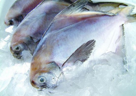 冷冻鱼进口没有资质如何进口