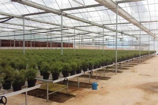 温室育苗A温室种植使用移动苗床的好处