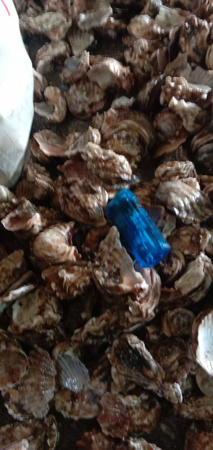 牡蛎壳