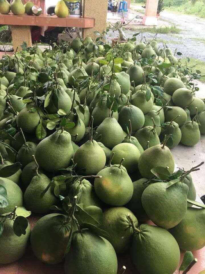 贵州柚子苗出售