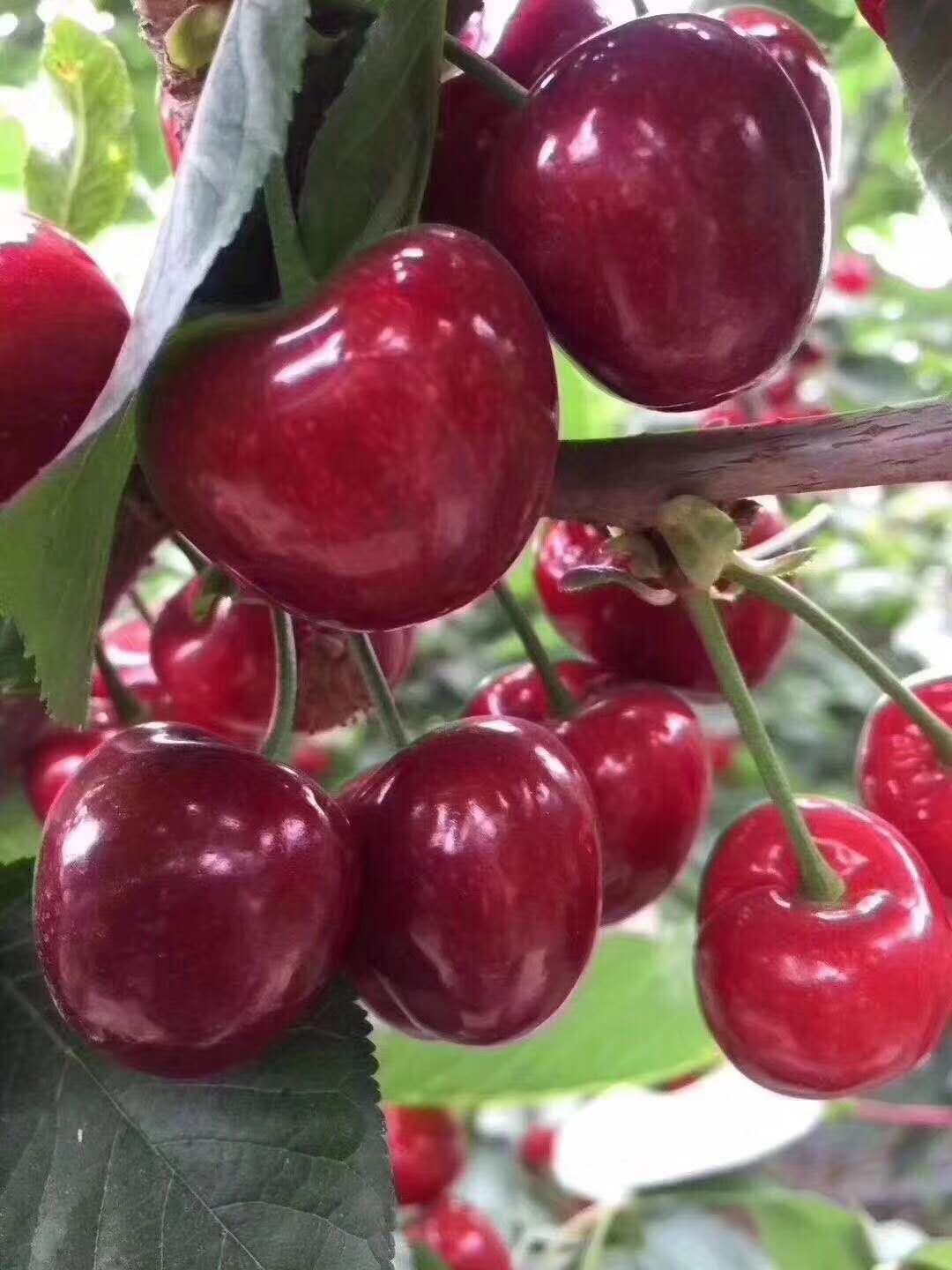 浙江上海樱桃苗价格 种植大樱桃树苗注意的地方