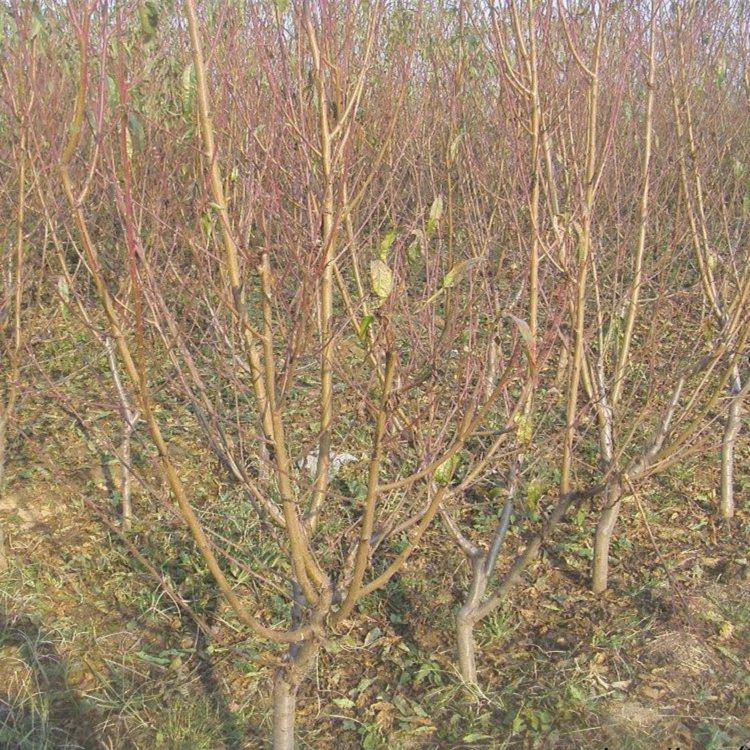 桃树苗基地早熟红桃春晓 春丽桃树苗基地报价