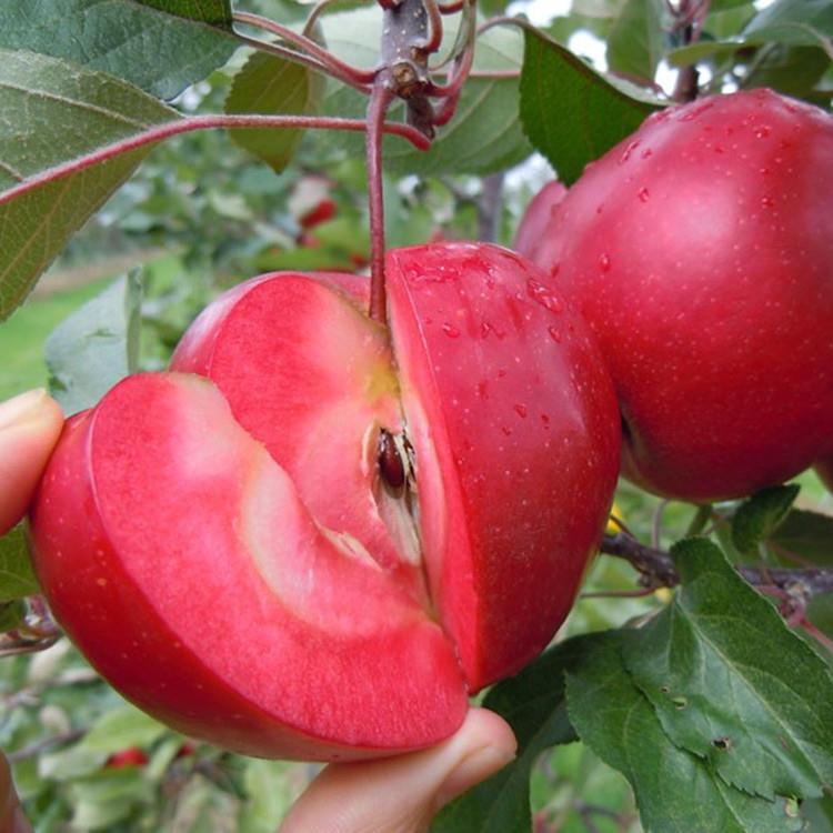 苹果苗基地M26中间占木矮化苹果苗价格行情
