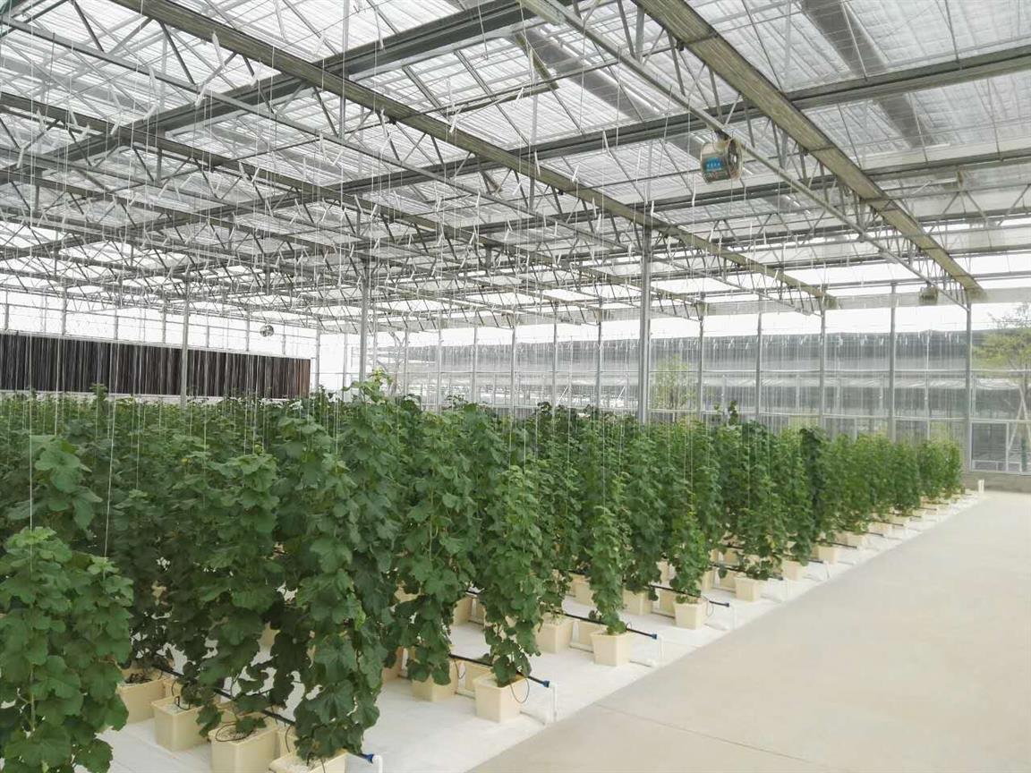 包头日本番茄立体栽培吊秧器M钩 合理利用大棚空间