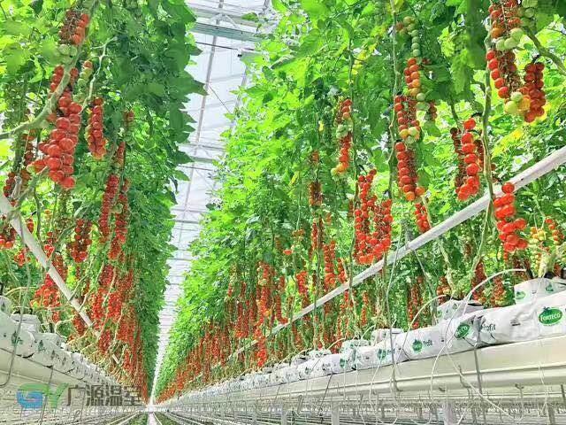 上海全新温室大棚番茄种植采摘车生产