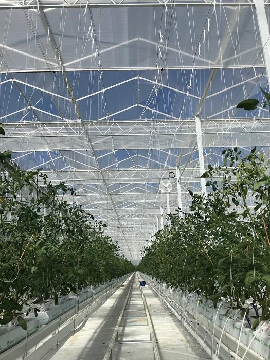 温室大棚番茄种植采摘车 采摘定制及配套轨道支架 荷兰模式