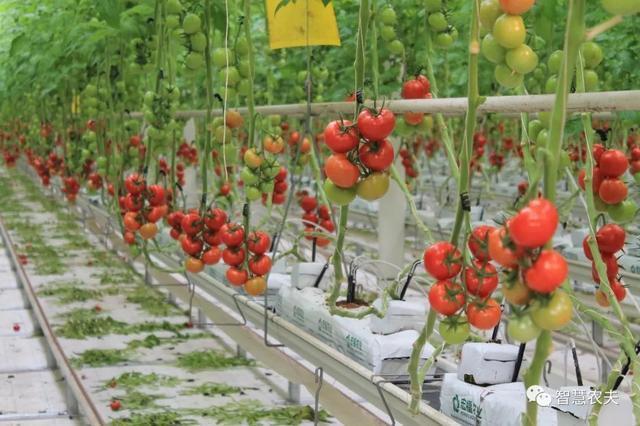 温室大棚西红柿吊蔓技术