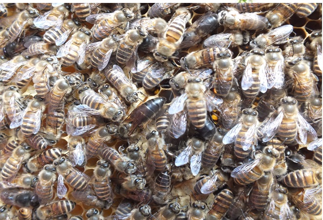云南蜂蜜养殖