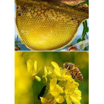 云南中蜂养殖与蜂群供应