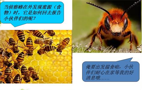 云南西双版纳冬蜜蜂