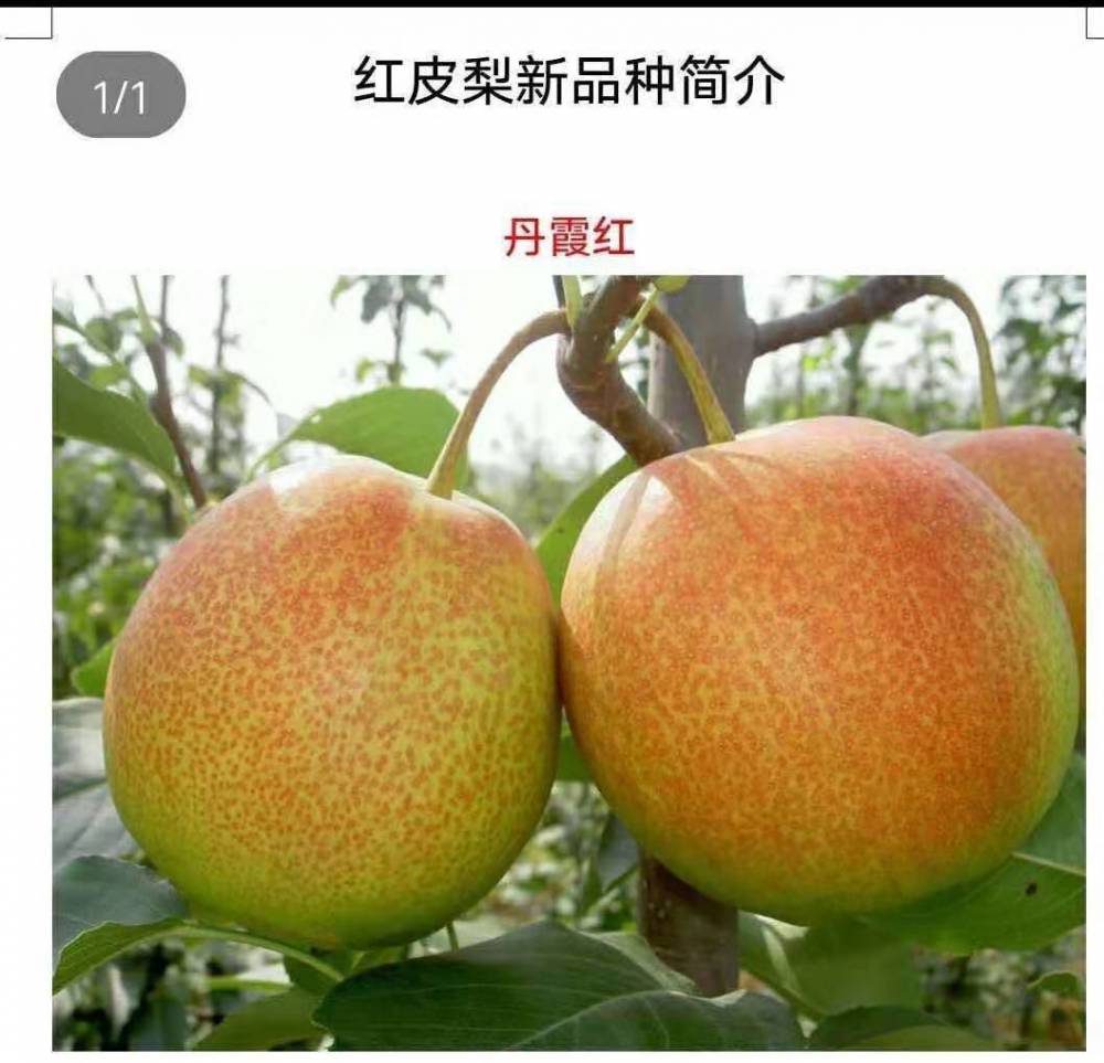 金秋红蜜桃树苗价格，国庆节上市桃树品种