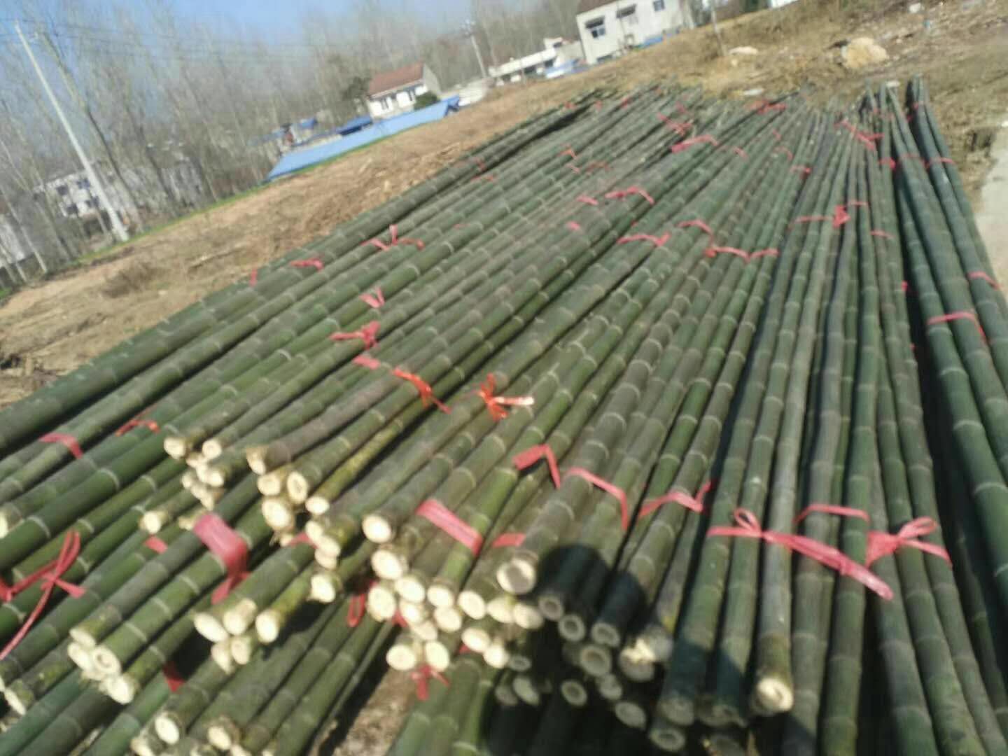 各种规格大棚竹竿批发4-8米7-12米