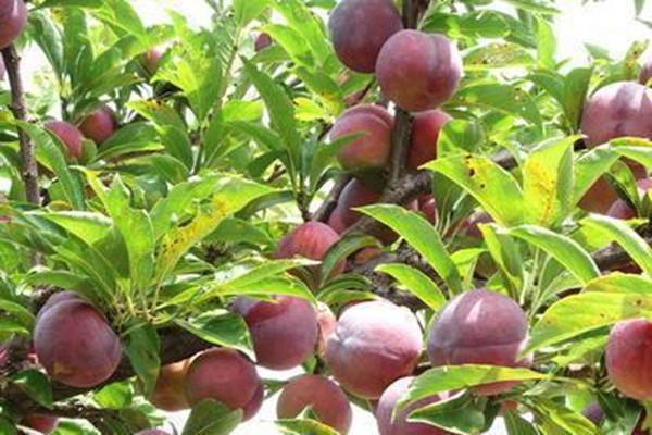 晚熟桃树苗新品种该如何管理呢?