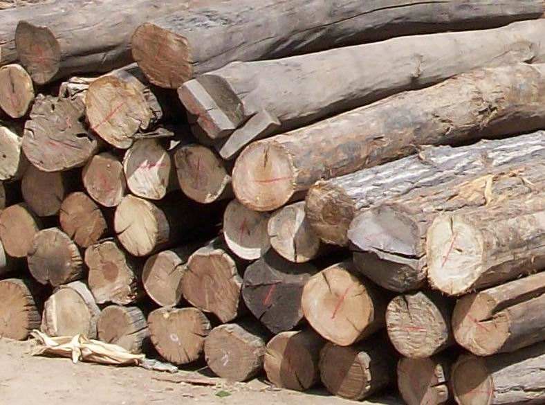 原木进口清关，木材进口清关主要需要的单证和流程