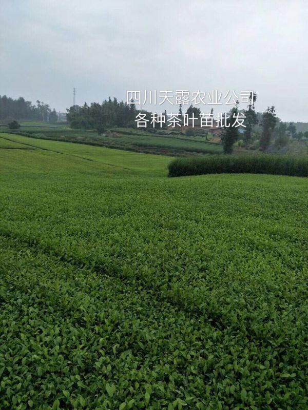 云南大叶种茶苗，贵州大叶种茶苗，海南大叶种茶苗