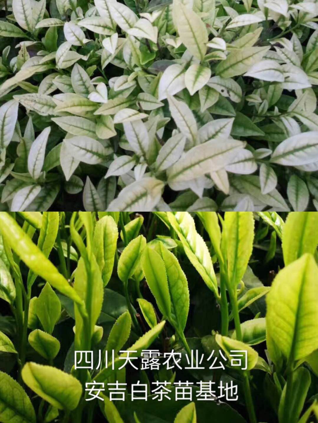 重庆安吉白茶苗/贵州安吉白茶茅/白叶一号茶苗