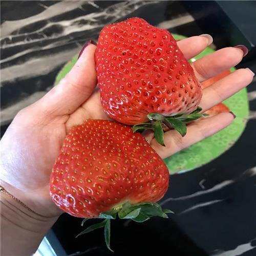 淡雪草莓苗新品种