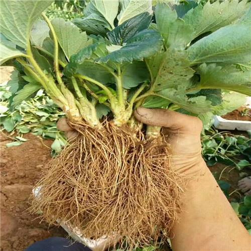 甘露草莓苗新品种