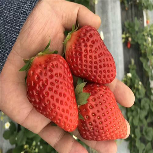 小白草莓苗批发