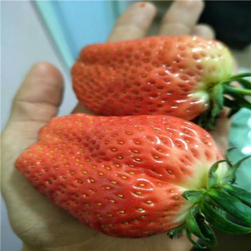 草莓苗种植方法