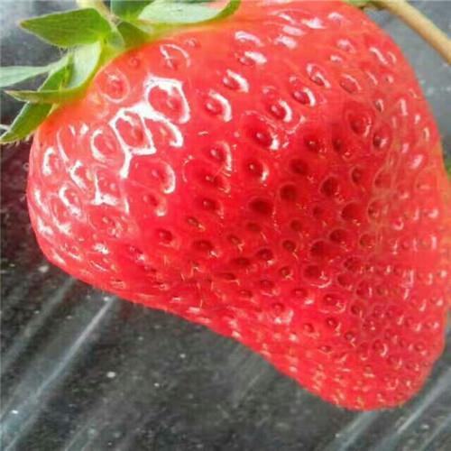 江雪草莓苗新品种