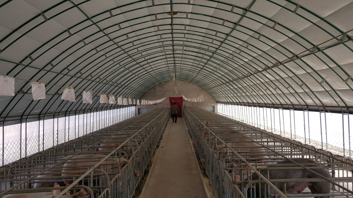 畜牧养殖业机械 玻璃丝绵养殖大棚