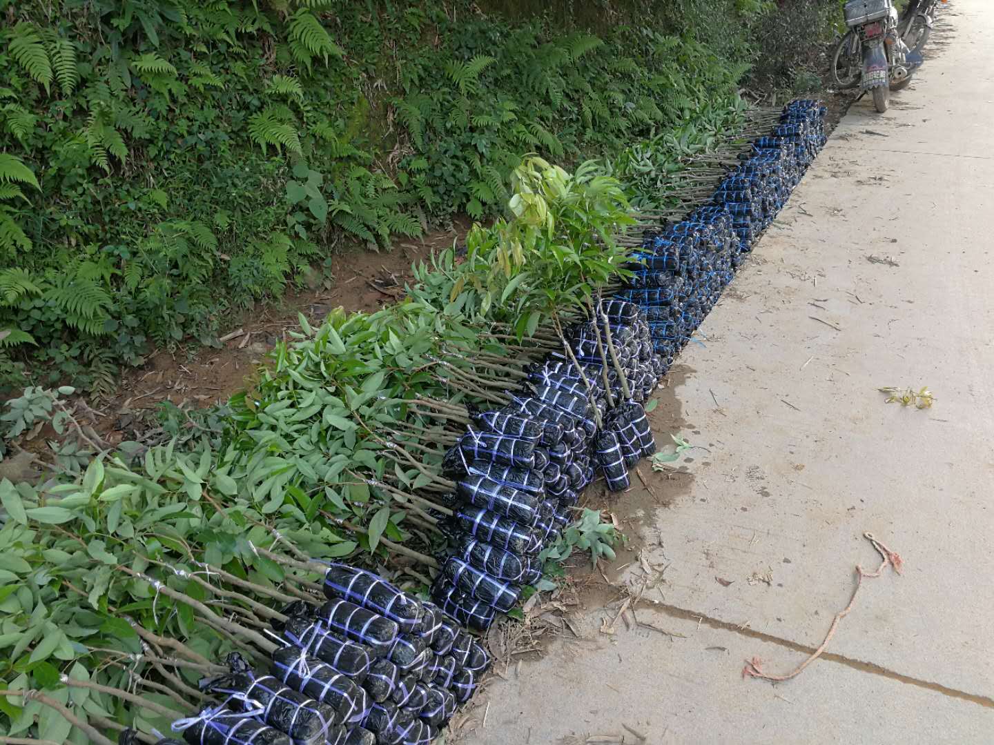 广西荔枝苗种植