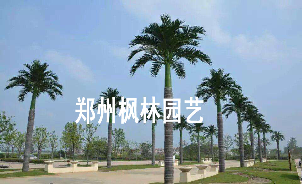 郑州厂家专业制作仿真大王椰水上乐园商场造景树热带椰子树大王椰