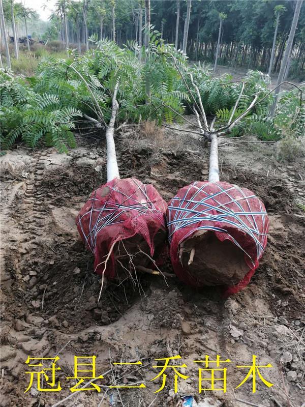 秦皇岛千头椿苗圃 千头椿批发基地