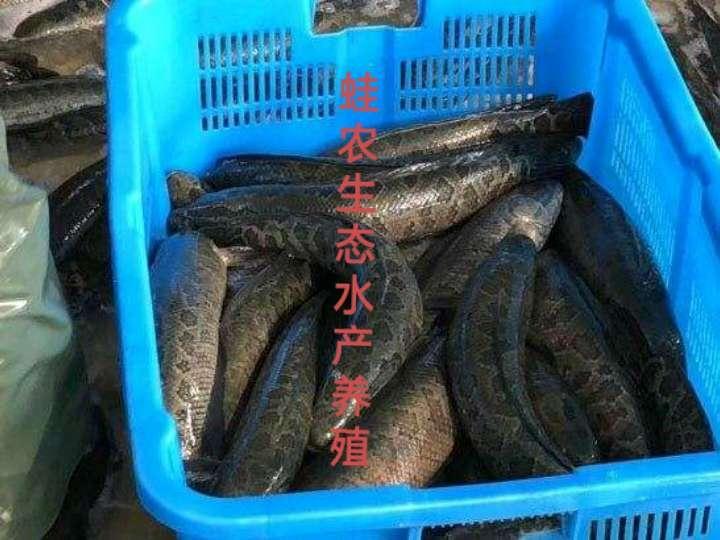 宁波黑鱼的技术养殖