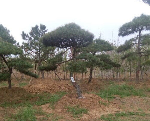 泰安造型油松种植基地