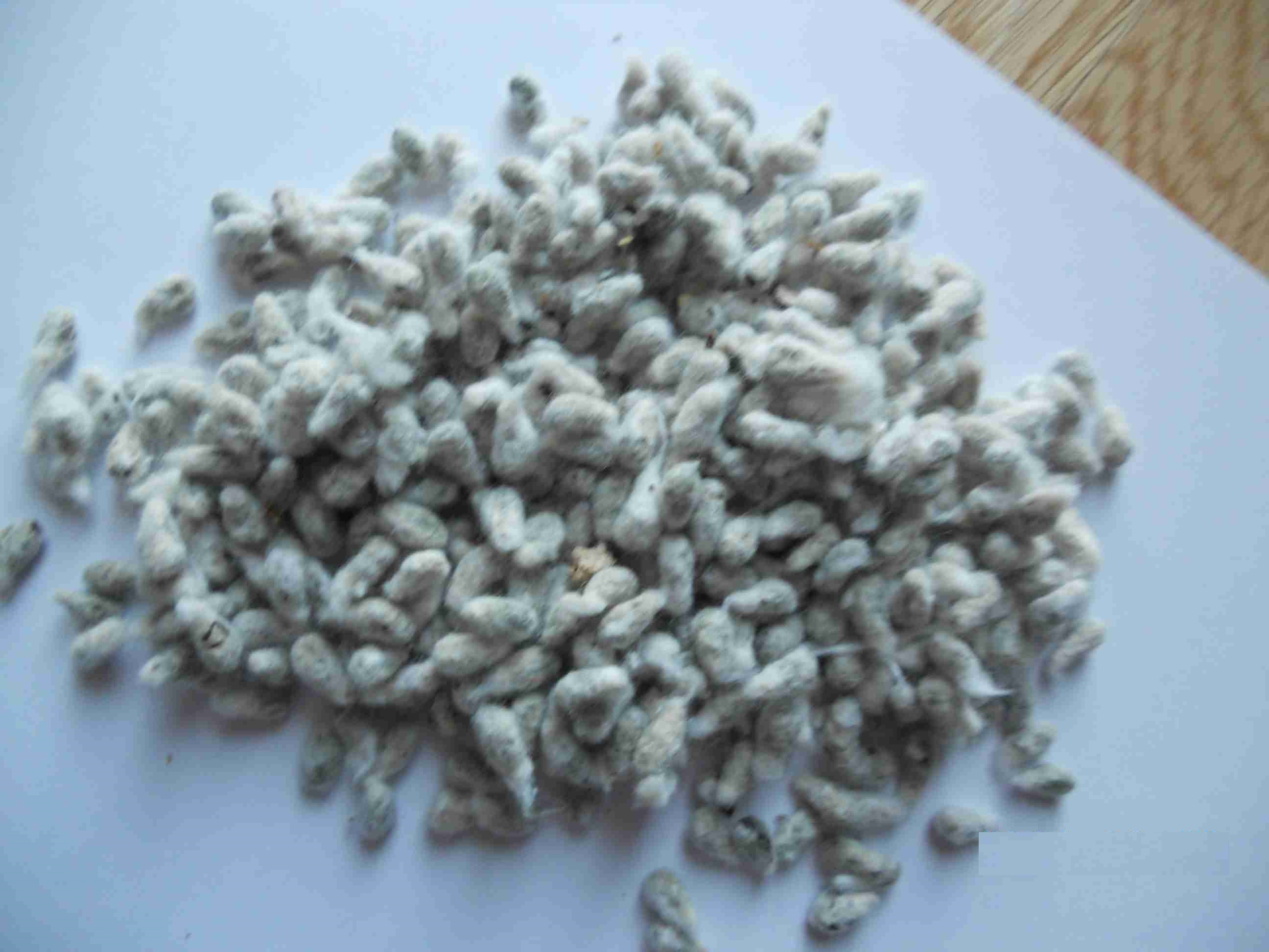 非洲科特迪瓦,马里棉籽