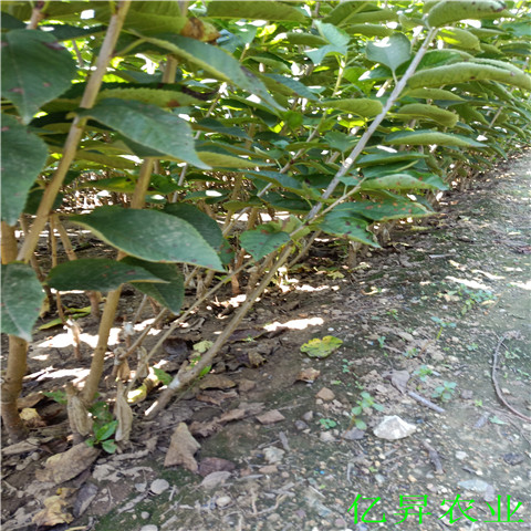 福晨樱桃苗种植技术