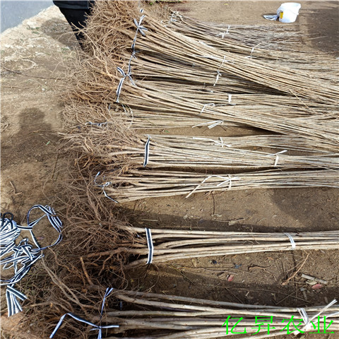俄罗斯8号樱桃苗种植技术