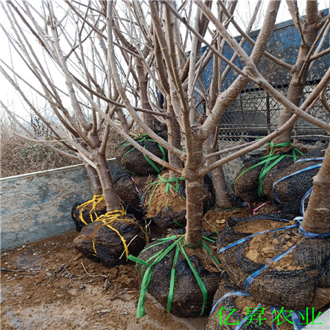 美国车厘子樱桃苗基地
