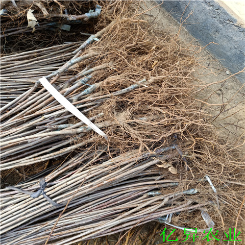 俄罗斯8号樱桃苗种植技术