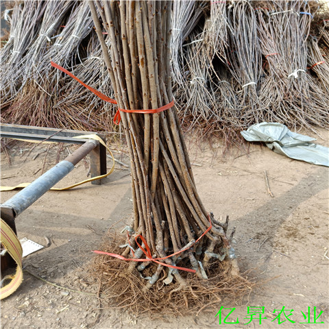 吉塞拉6号占木樱桃苗出售