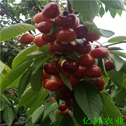 芝罘红樱桃苗价格、矮化乌克兰樱桃苗一棵多少钱