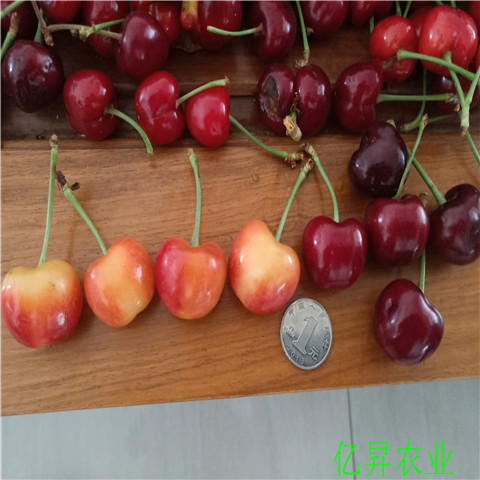 矮化芝罘红樱桃苗基地、2公分芝罘红樱桃苗如何修剪