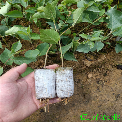 桑德拉玫瑰樱桃苗介绍
