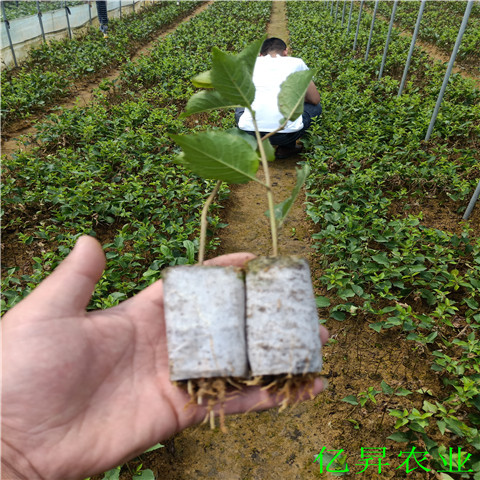 桑德拉玫瑰樱桃苗种植技术