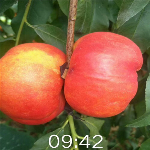 中油8桃树苗出售