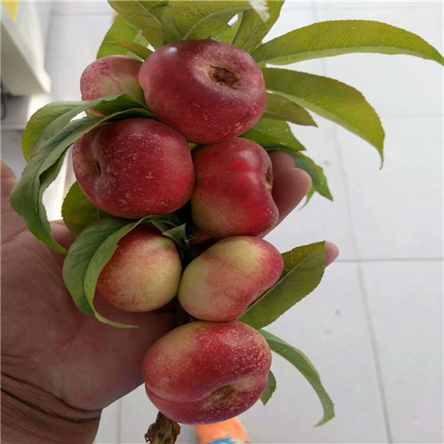 巨无霸桃树苗出售