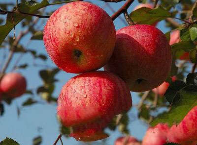 农产品批发-红富士苹果