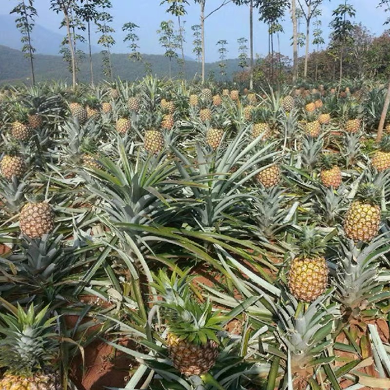 农产品批发平台-菠萝