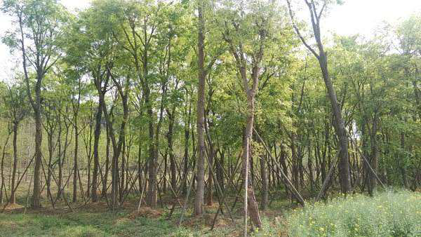 朴树价格米径20-40公分朴树价格是多少，在成都有基地批发丛生朴树
