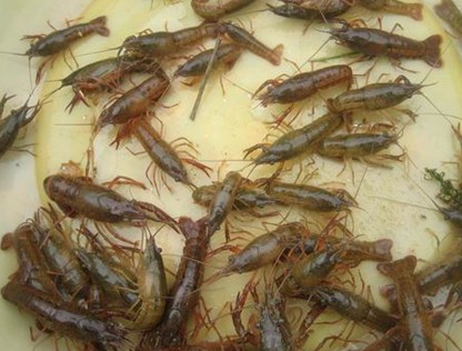小龙虾种苗养殖