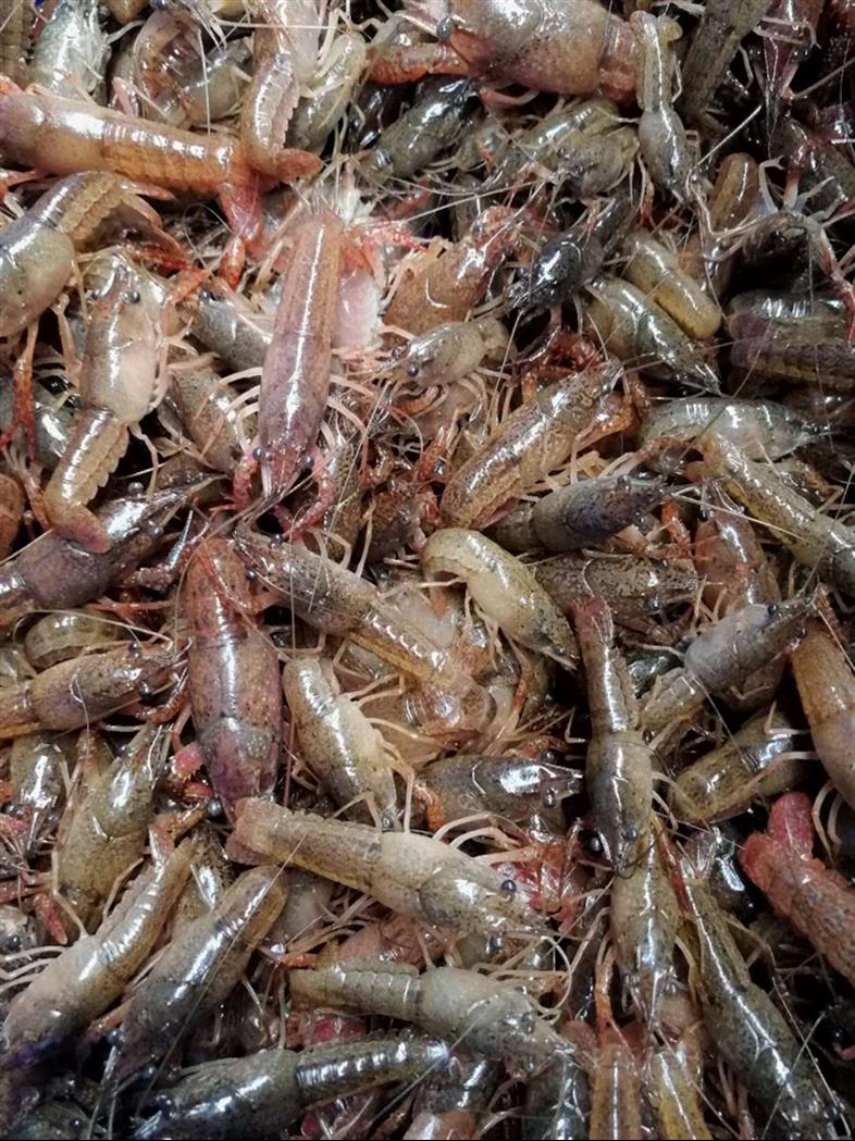 小龙虾种苗养殖