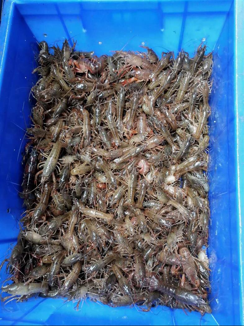 达州种虾养殖合作社